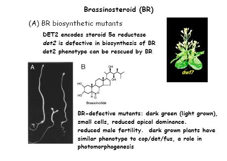 Brassinosteroidler ve Oligosakkarinler Brassinosteroidler Yaygın fizyolojik etkileri vardır.