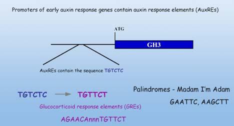 Oksin response proteinleri (ARF) 22 adettir ve oksinle indüklenmeyen genler tarafından