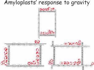 Gravitropizma bitkilerin yerçekimine verdiği yanıttır.