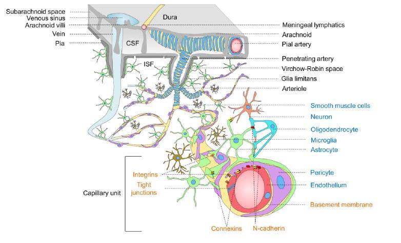 Nörovasküler Ünite Vasküler Hücreler Endotel hücreleri Perisitler Düz
