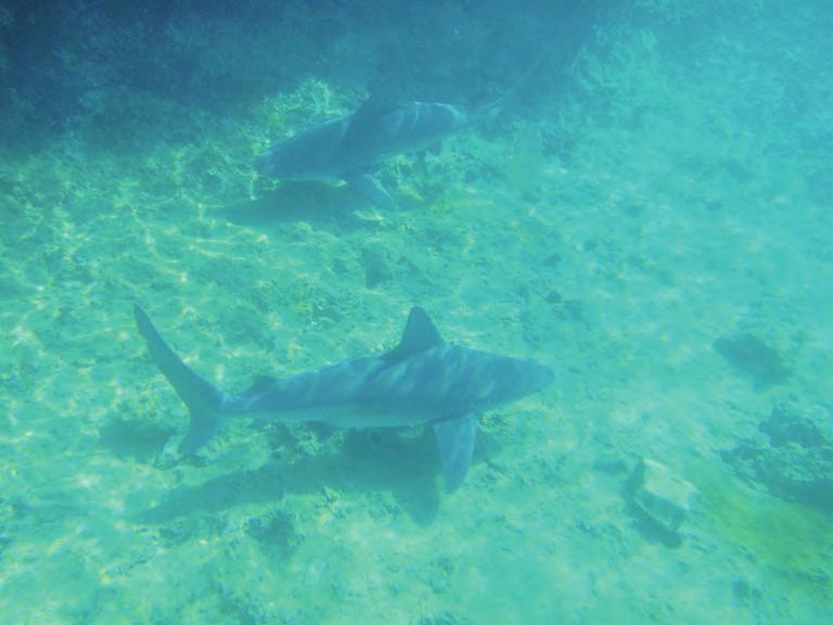 Örnek olarak gümüş, hamsi, sardelye, istavrit, palamut ve orkinos balıklarını gösterebiliriz. Şekil 8 Kemikli balıklardan orfoz (Epinephelus marginatus) demersal bir balık.