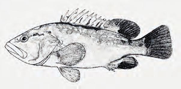 Orkinos (Thunnus thynnus) Şekil 10 Orkinos (Thunnus thynnus) FAO Orkinos, ton balığı olarak da bilinir.
