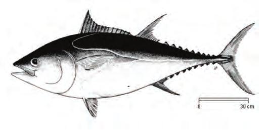 Ekonomik değeri oldukça yüksek bir balıktır. Eti çoğunlukla konservecilikte kullanılır. Vücutları yuvarlak olup, ön kısmı büyük, arkaya doğru incelen bir yapıya sahiptir.