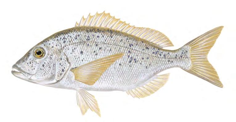 Serranidae familyasından tipik bir demersal balık türü olup, ekonomik değeri en yüksek balıklarımızdan biridir. Doğu Atlantik Kıyıları ile Akdeniz havzasında dağılım gösterir.