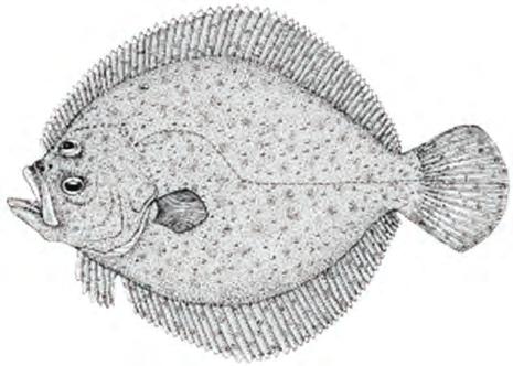 Mersin balığıgiller, Acipenseridae familyasını oluşturan büyük cüsseli balıklardır. Mersin balıkları çok "ilkel" hayvanlardır. İskeletleri sadece kısmen kemikleşmiştir.
