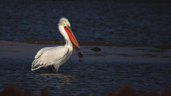 Ayrıca delta ve lagünlerde ﬂamingo, ak pelikan ve tepeli pelikan da görülebilir. Bunlardan tepeli pelikan dünya çapında nesli azalmaya yüz tutmuş bir kuş türüdür.