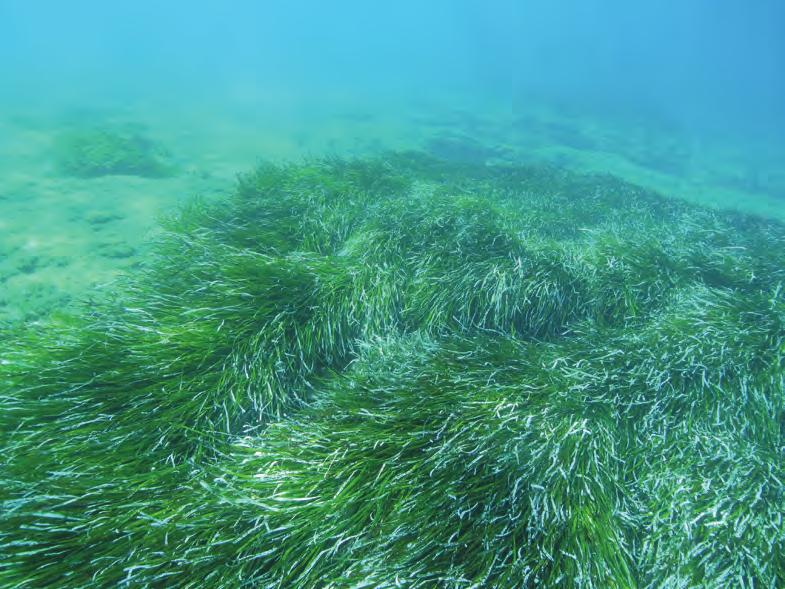 Şekil 2 Deniz eriştesi (Posidonia oceanica) genel görünüş. Çiçekli bir deniz bitkisidr ve deniz çayırları arasında en iyi bilinlerdendir. Barış Akçalı /DEU-DBTE 5.