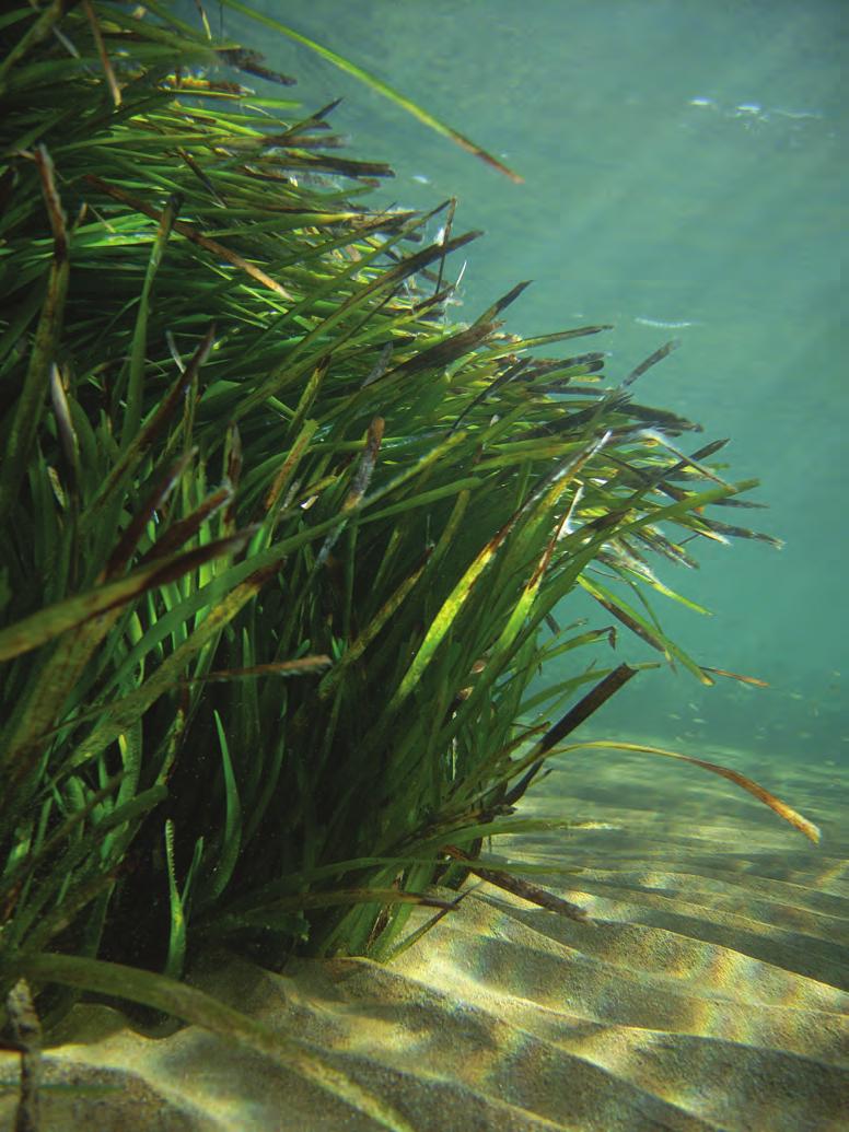 Deniz Eriştesi Posidonia oceanica yani deniz eriştesi sadece Akdeniz de yaşayan bir türdür.