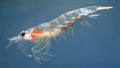 Deniz Eriştesinin Ekolojik Önemi Posidonia oceanica deniz eriştesi denizin derinliklerinde gerçekleştirdikleri fotosentez ile canlıların temel gereksinimi oksijenin kaynağıdır.