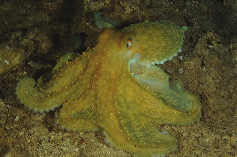 Şekil 6 Kafadan bacaklılardan ahtapot (Octopus vulgaris) ülkemizin en yaygın ahtapot türü olmasına karşın aşırı ve yasadışı avcılık yüzünden büyük bir baskı altında.