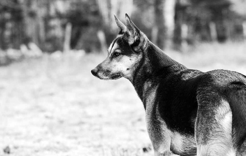 NE ÖĞRENDİYSEM KÖPEKLERDEN ÖĞRENMİŞİMDİR.