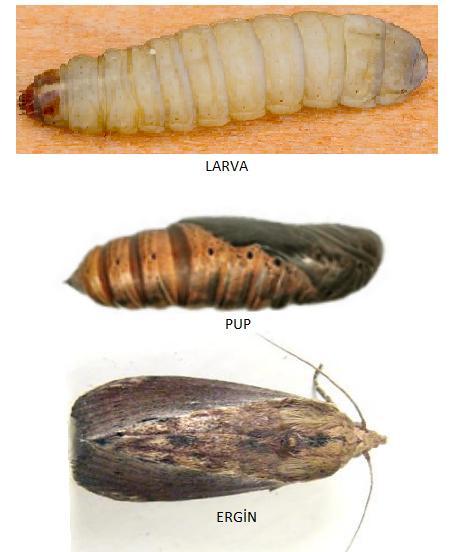1. GİRİŞ Cihangir ÖZER olan diazoksine dönüşerek kolinesteraz inhibisyonu yapar (WHO, 2006; Gallo ve Lawryk, 1991) Lepidoptera takımına ait türlerin çoğu tarım zararlısı olduklarından ekonomik açıdan