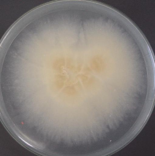 Lecanicillium lecanii ile enfekteli Coccus hesperidum dişilerinin görünümü (a, b-sürgünde ve c-stereomikroskopta). Sözkosu bahçede 16.6.2009 da tesadüfî olarak alınan 600 C.