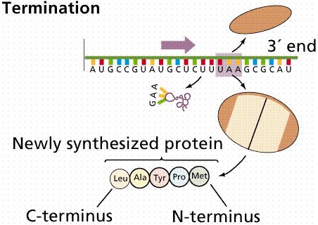 Büyüyen polipeptid zinciri Büyük altbirim Ribozom Yeni sentezlenen protein Küçük alt birim Polipeptid zinciri C-ucu N-ucu Ribozom mrna üzerinde ve 3' yönünde ilerlerken, daha sonuna gelmeden,