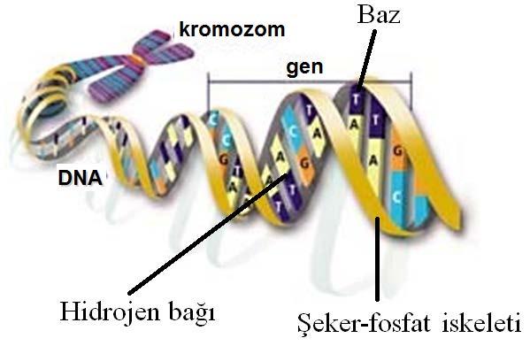 İnsan vücudunda bulunan trilyonlarca hücre, bölünerek birbirinden çoğalıyor.