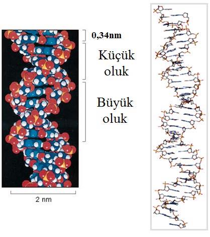 X-ışınları ile yapılan araştırmalar, hücre çekirdeğindeki DNA nın muntazam bir helezon (sarmal) yapısında olduğunu göstermiştir.
