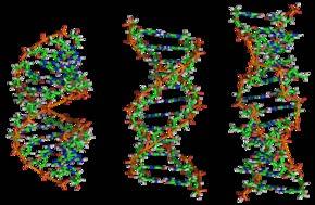 Fizyolojik koşullarda DNA nın egemen formu B