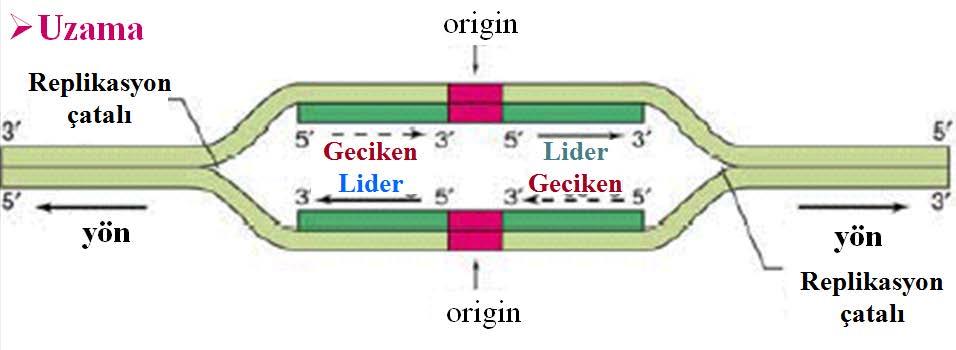 Replikasyon kromozom boyunca her iki yönde meydana gelir ve halatların her ikisi aynı zamanda replike olurlar. DNA nın halatları ayrıldığı zaman, halatlardan biri 5' 3', diğeri ise 3' 5' yönündedir.