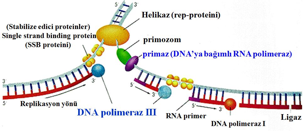 Üzerine helikaz ve ssb proteinleri bağlandıktan sonra çift halatı aralanmış olan DNA nın halatları üzerine primaz (RNA polimeraz) bağlanarak oluşacak destek RNA polimerinin ilk NTP ı baz