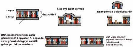 Çerçeve kayması (Frame shift mutations): Birden fazla bazın araya girmesi veya çıkması olayı sonucunda olur. 1. kopya 2. kopya Baz çiftleri 1.