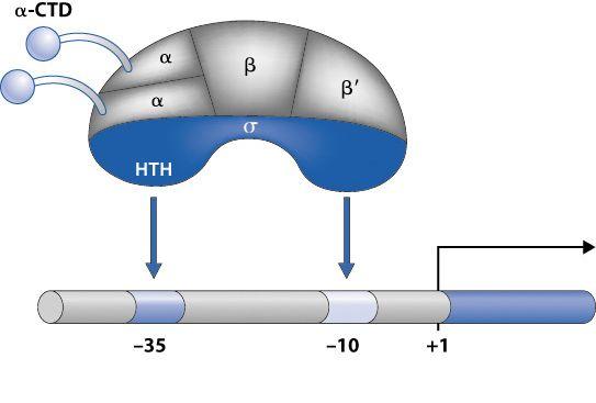 (α 2 β'βωσ) İlk