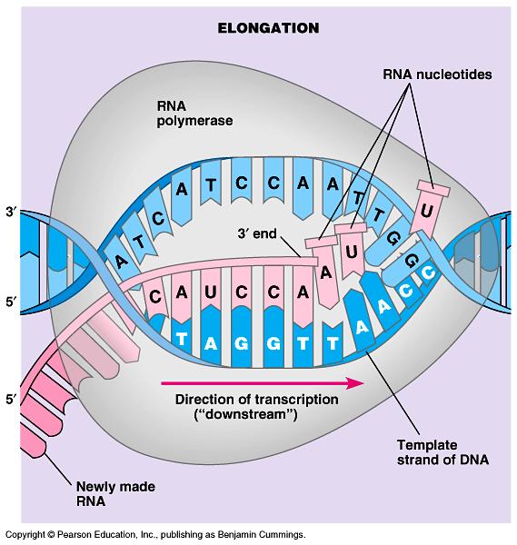 Zincir uzaması RNA