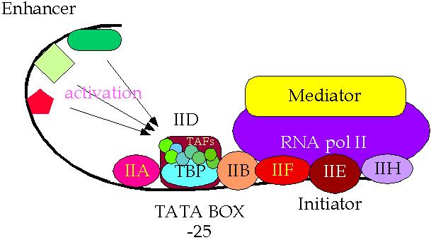 TATA bağlayıcı proteinin (TBP) TATA kutusuna bağlanması ile süreç başlar TFIIB ye hem TBP, hem de DNA ya bağlanır.