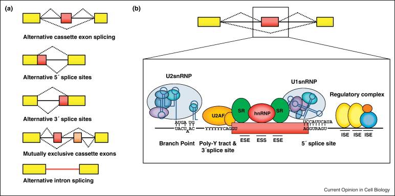 Kesilme ufak nükleer ribonükleoproteinler (snrnp) denilen RNA-protein komplekslerinin yardımı ile gerçekleşir.