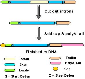 5' - başlığın eklenmesi (CAP) poli(a) zincirinin eklenmesi İntronlar çıkartılır