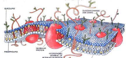 Serbest Radikallerin Lipidler Üzerine Etkileri Baz çifti mutasyonları Enerji açığa çıkmazsızın lipidler okside olunca doymamış lipidler moleküler oksijenle doğrudan reaksiyona girdiklerinden