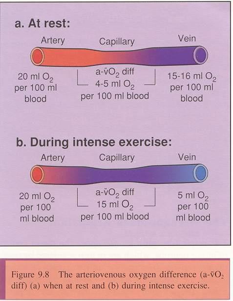 O ve CO 2 nin Kanda