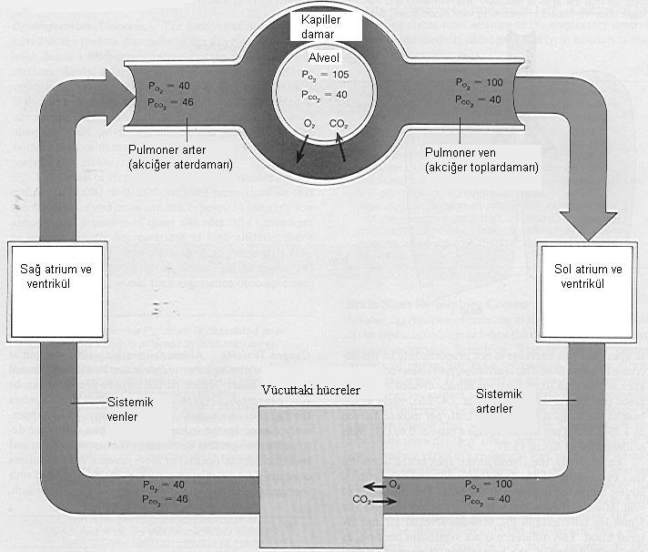 Alveollerde Gaz