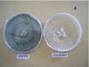 Kontrol amaçlı izolat normal PDA, diğer izolat ise ph 8 ayarlanmış ve 0.25 M sodyum klor içeren PDA ortamında geliştirilmiştir.