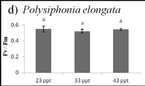 elongata türlerinde de Fv/Fm oranlarının 0.5-0.