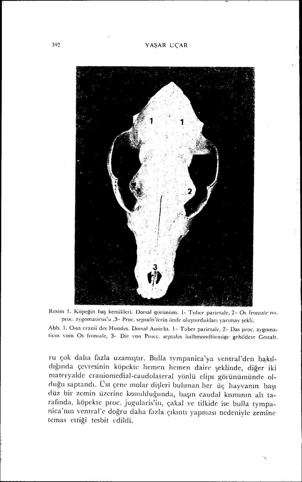 :i')~ YAŞAR L:(AR Resim ı. Köpeğİn baş kemikleri. Dorsal ı:;örüniim. 1- Tıı!ıer paril'talc, 2- Os fromalenıı. proc. zygoınaticus\,,3- I'roc. sepıalislerin önde oluşturdukları yarıınay şekli. Abb. ı. Ossa cranii des Hunclcs.