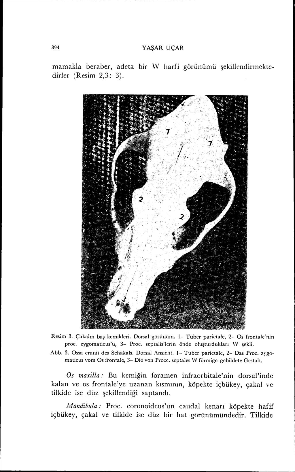 YAŞAR UÇAR mamakla beraber, adeta bir 'vv harfi görünümü şekillendirmektedirler (Resim 2,3: 3). Resim 3. Çakalın baş kcmikleri. Dorsal görünüm. 1- Tuber parictalc, 2- Os fi'ontalc'nin proc.
