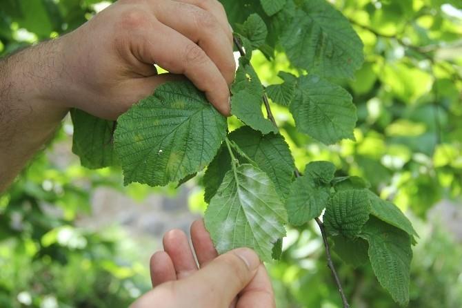 Bu buluş ile insanlarda ve diğer memelilerde hastalıklara ve hatta ölüme bile neden olan ve gıda veya yemlerde kontaminant olarak bulunan bu potansiyel zararlı maddelerin farkına varıldı.