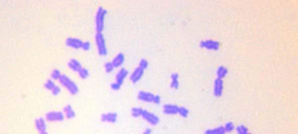 kromozom kırığı c)