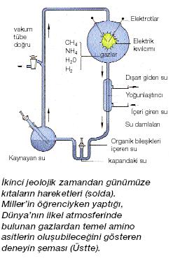 Kararlı yapılar n Bir kararlı yapı olarak madde en ilksel doğal seçilim, kararlı yapıların seçilip, kararsızların reddedilmesi elektron-proton-nötron è atom è elementler è moleküller è