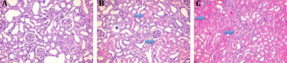 RESİM 1: A) Kontrol grubu (Skor 0) (H&E, x200), B) Tubuler dejenerasyon/vakuolizasyon (Skor 2) (H&E, x200), C) Şiddetli/yaygın tubuler hasar (Skor 3) (H&E, x200).