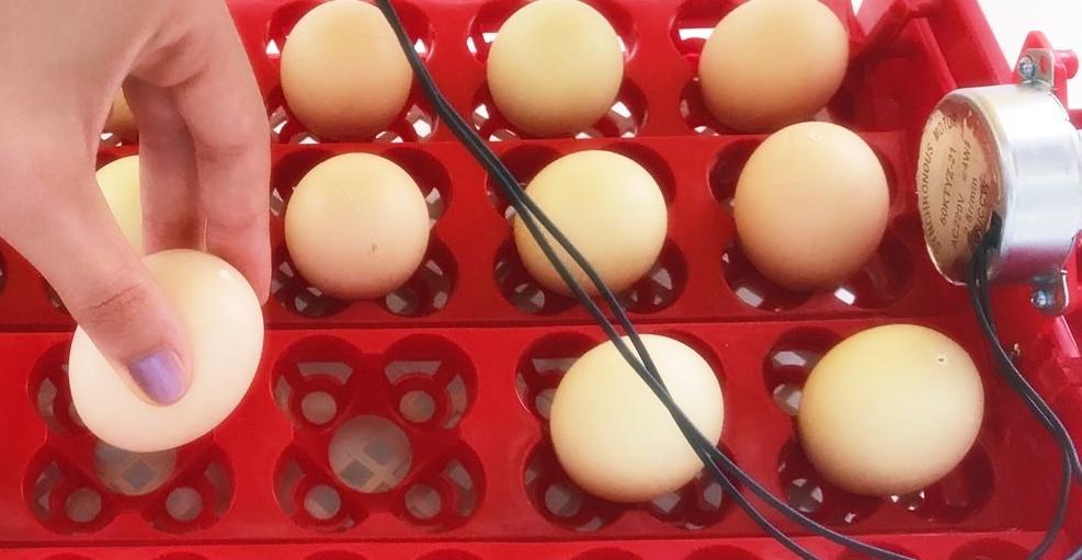 YUMURTALARIN VİYOLE YERLEŞTİRİLMESİ Öncelikle yumurtalarınızın döllenmiş yumurta olmasına ve en fazla 7 günlük olmasına dikkat edin.