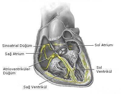 Şekil 7. Kalbin ileti sistemi (19). Şekil 8. Kalp pillerinin bileşenleri (17). transizyonel hücre bölgesine doğru geçiş gözlenir.
