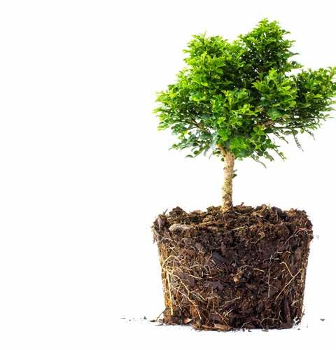 act seed growing and arboriculture sector, To increase