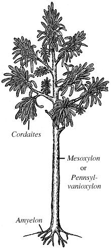 KARBONİFERDE BİTKİLER Cordaites,