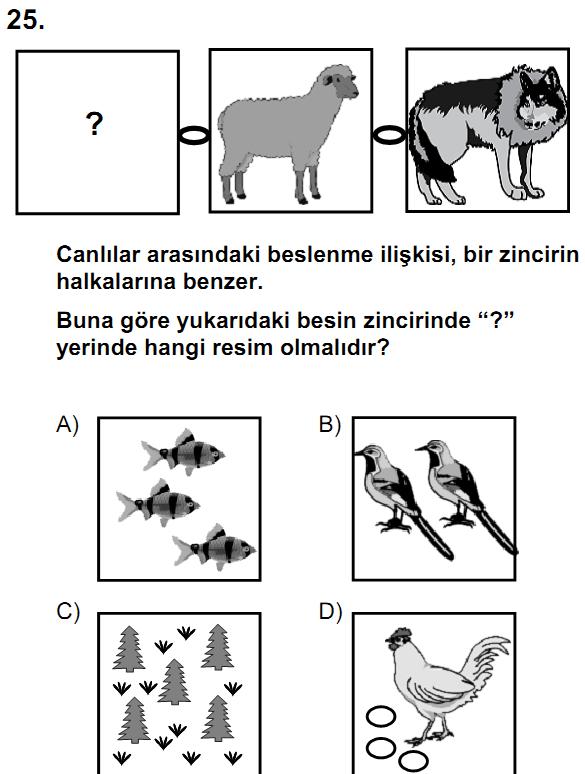 ÖRNEKLER