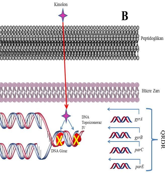 2009). Şekil 1.3 Kinolonların yapısı ( http://www.sigmaaldrich.com dan uyarlanarak çizilmiştir) Şekil 1.4 A.