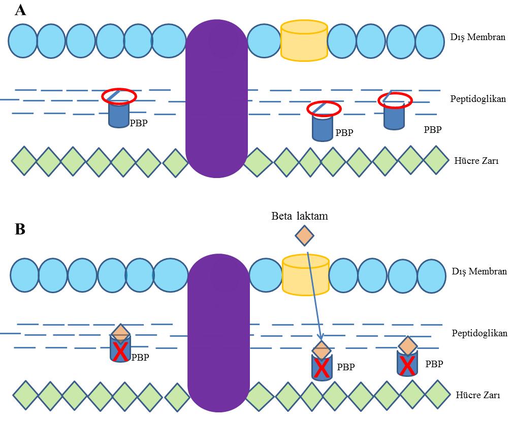 Şekil 1.11 A: Penisilin Bağlanma Proteinleri (PBP) peptidoglikan sentezi sırasında pentapeptidler arasındaki çapraz bağların oluşumunu katalizlemektedirler.