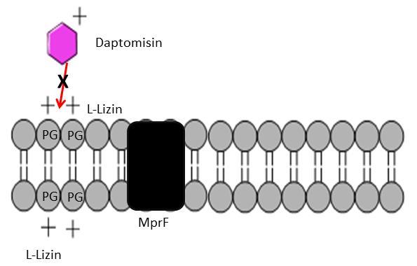 1.3.5. Hücre Zarına Etki Edenler Antibiyotikler Daptomisin Streptomyces roseosporus tarafından üretilen, Gram (+) kaynaklı enfeksiyonların tedavisinde kullanılan bir antibiyotiktir (Liao vd. 2012).