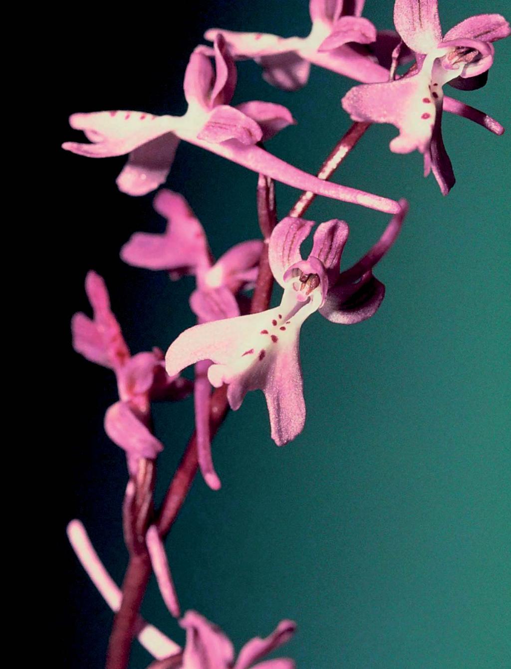 Orchis anatolica* Boiss. *anatolica: Anadolu ya ait Mahalli Adı: Dili çıkık, Diliçıkırık (Milas), Gelincik (Yerkesik, Eskihisar), Dildamak, Damartartık (Muğla). 10-25 cm yükseklikte, 5-9 çiçekli.