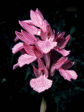 papilionacea* L. *papilionacea: Kelebeğe benzeyen.